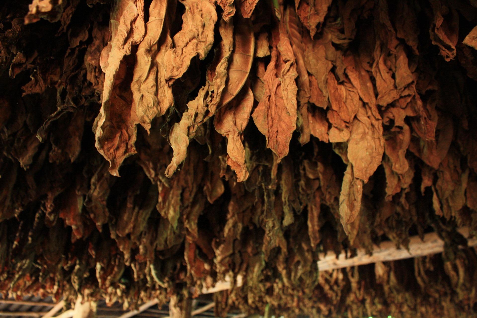 Tobacco leaves hanging in a barn to dry